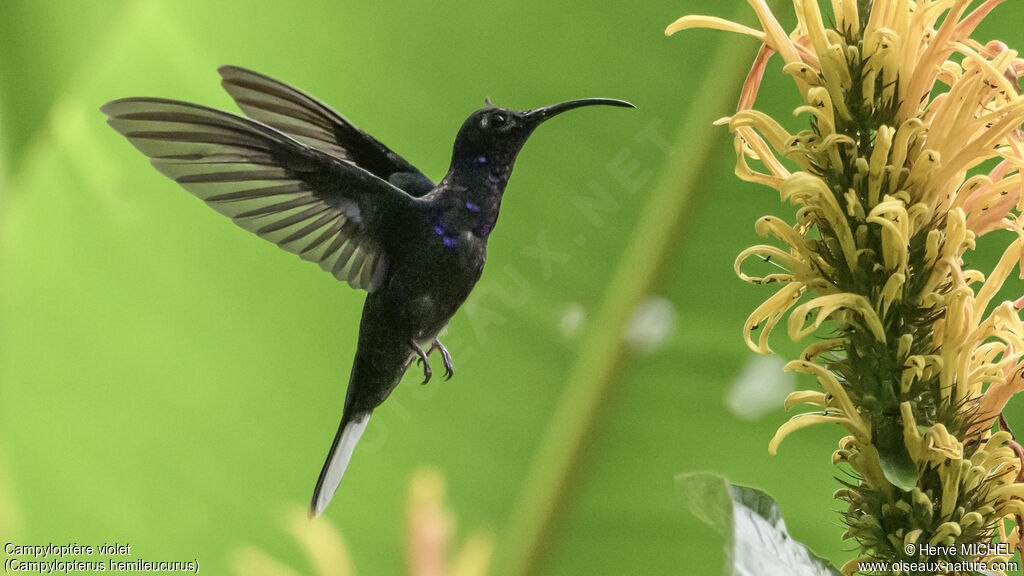 Violet Sabrewing