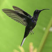 Violet Sabrewing