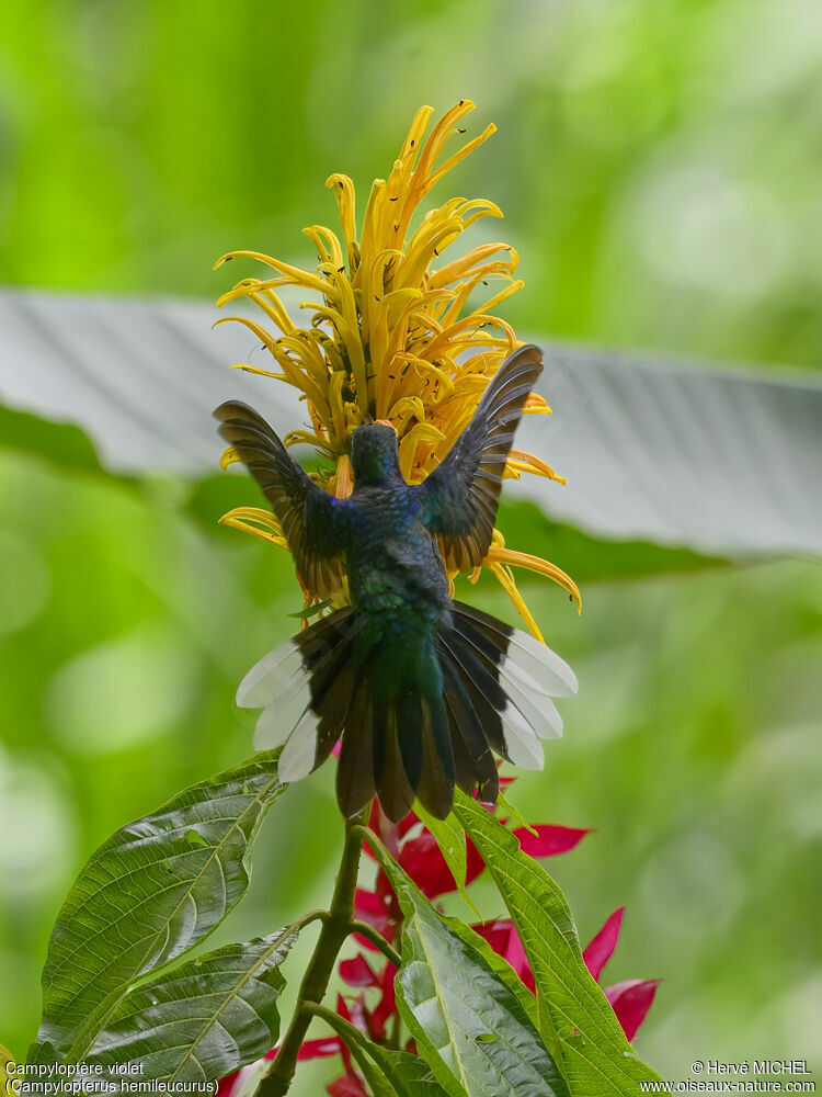 Violet Sabrewing