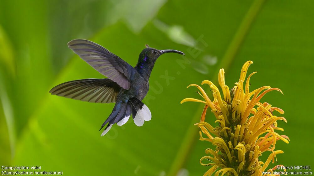 Violet Sabrewing