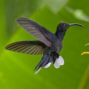 Violet Sabrewing