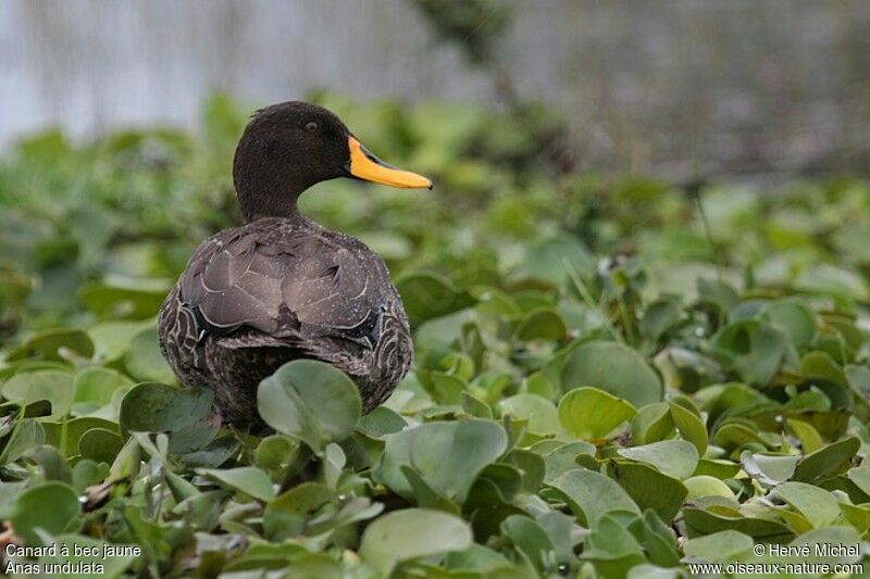 Yellow-billed Duckadult