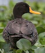 Yellow-billed Duck