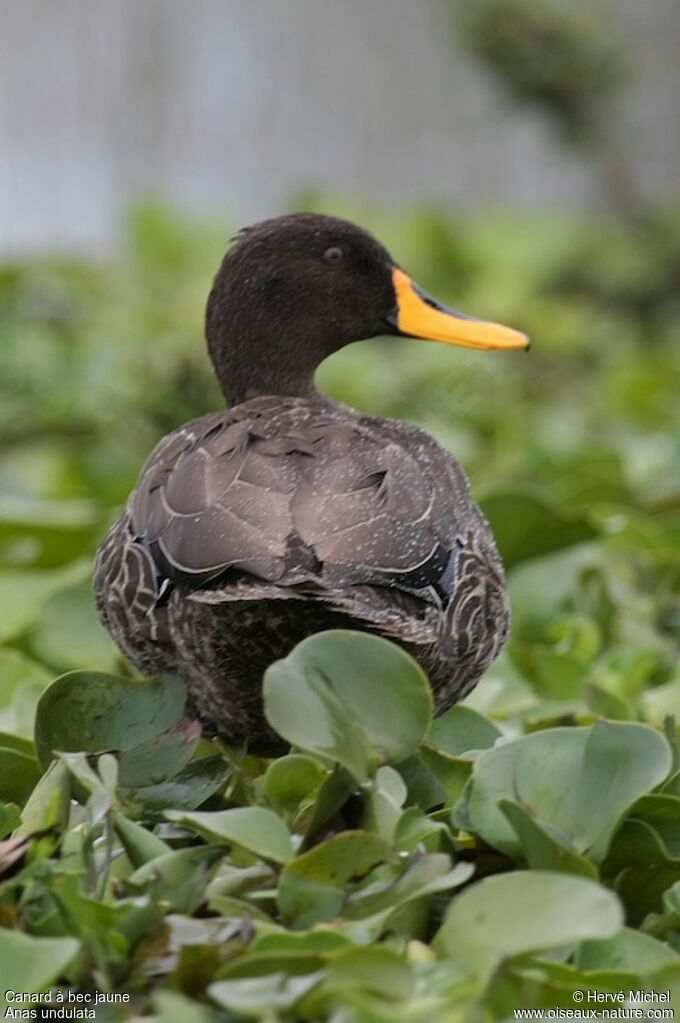 Canard à bec jauneadulte