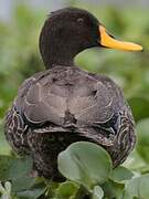 Yellow-billed Duck