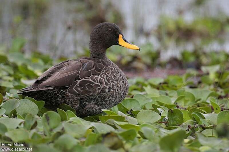 Canard à bec jauneadulte, identification