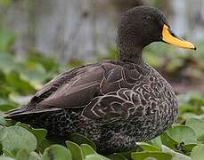 Canard à bec jaune