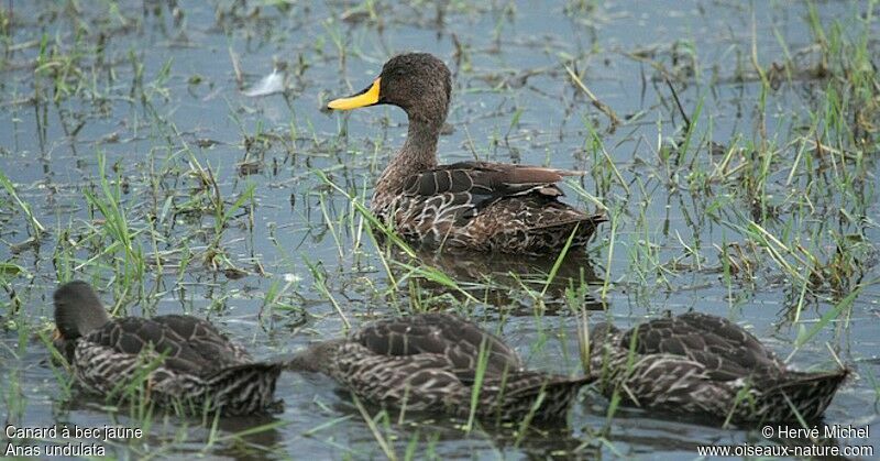 Canard à bec jaune