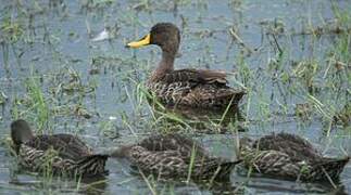 Canard à bec jaune