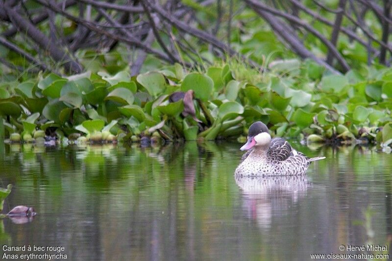 Red-billed Tealadult