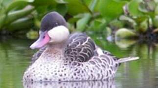 Red-billed Teal