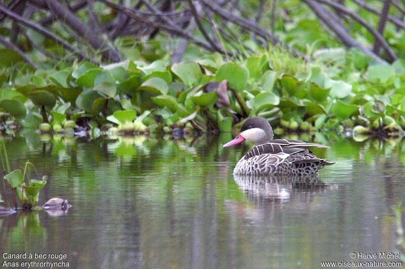 Red-billed Tealadult