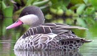 Canard à bec rouge