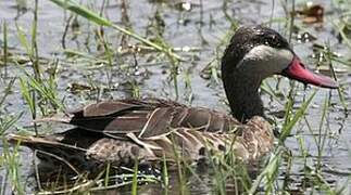 Red-billed Teal