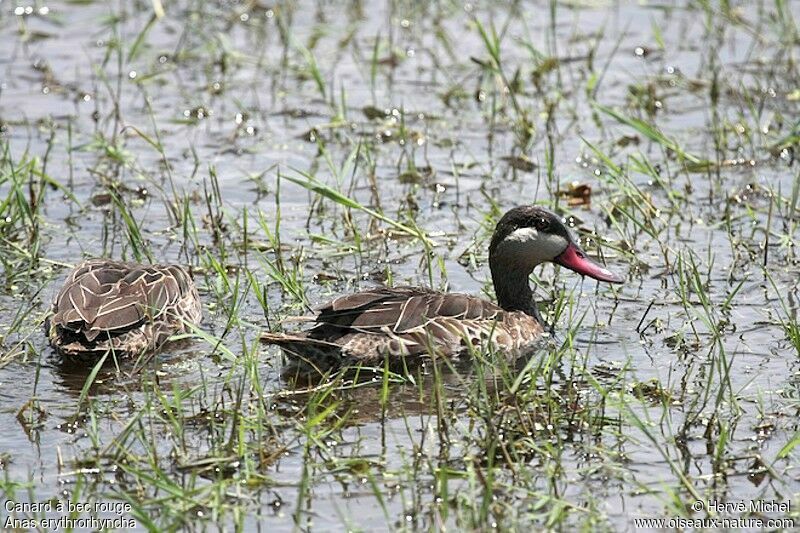 Canard à bec rouge