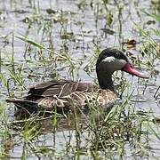 Canard à bec rouge