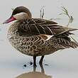 Canard à bec rouge
