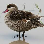 Red-billed Teal