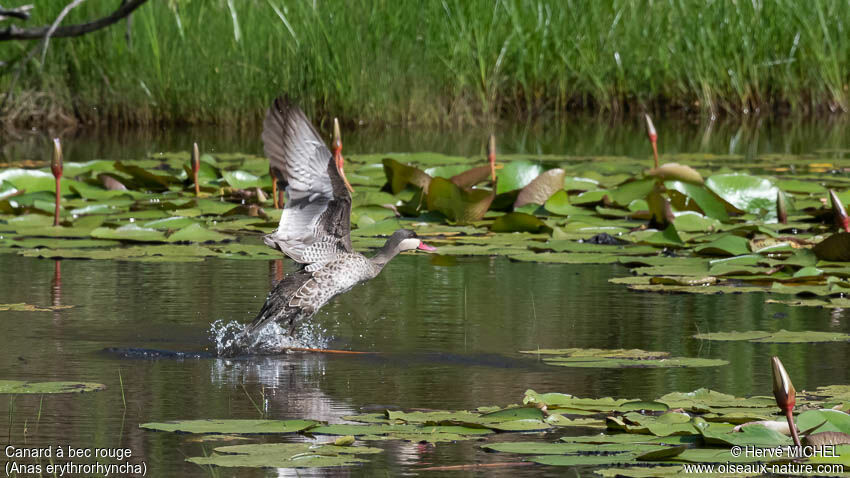 Canard à bec rouge