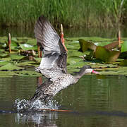 Red-billed Teal