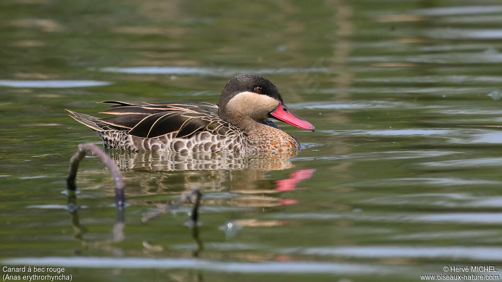 Canard à bec rouge