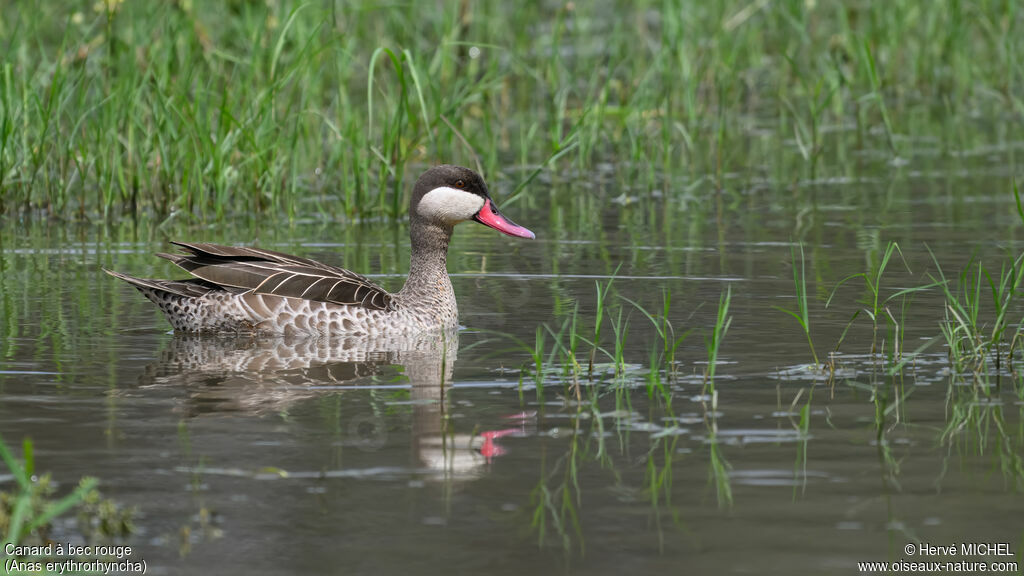 Canard à bec rouge