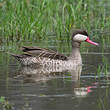 Canard à bec rouge
