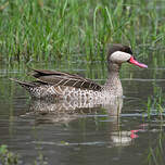 Canard à bec rouge