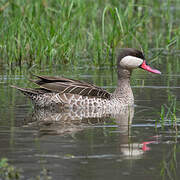 Red-billed Teal
