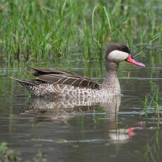 Canard à bec rouge