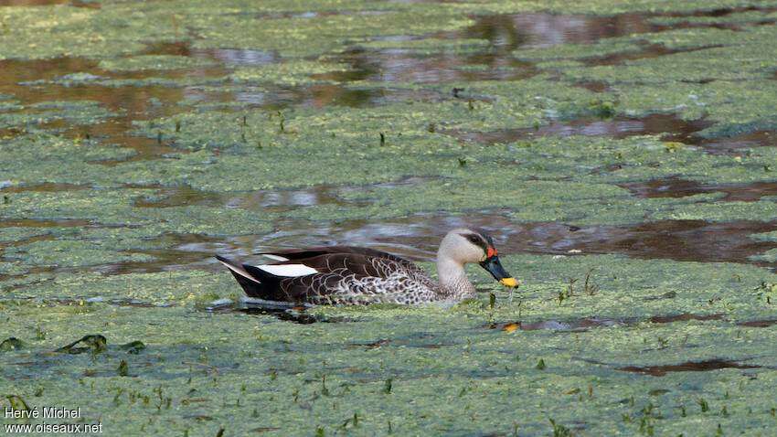 Canard à bec tacheté mâle adulte, habitat, pigmentation