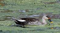 Canard à bec tacheté