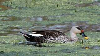 Indian Spot-billed Duck