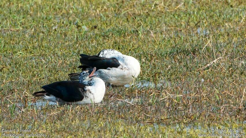 Knob-billed Duck