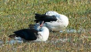 Knob-billed Duck