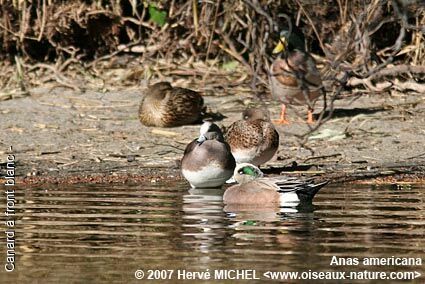 American Wigeonadult