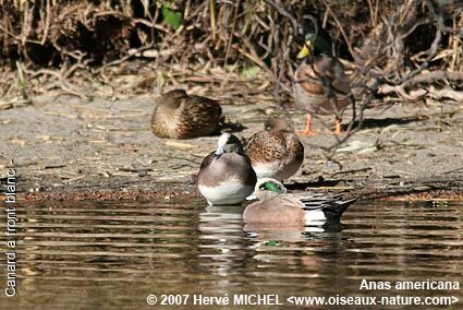 Canard à front blancadulte