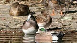 Canard à front blanc