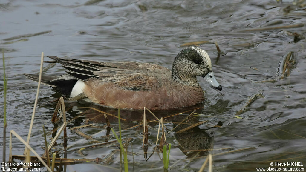 Canard à front blanc mâle adulte nuptial