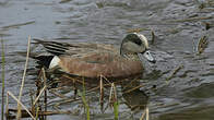 Canard à front blanc