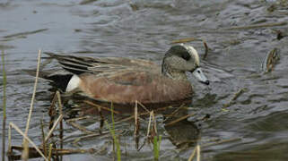 American Wigeon