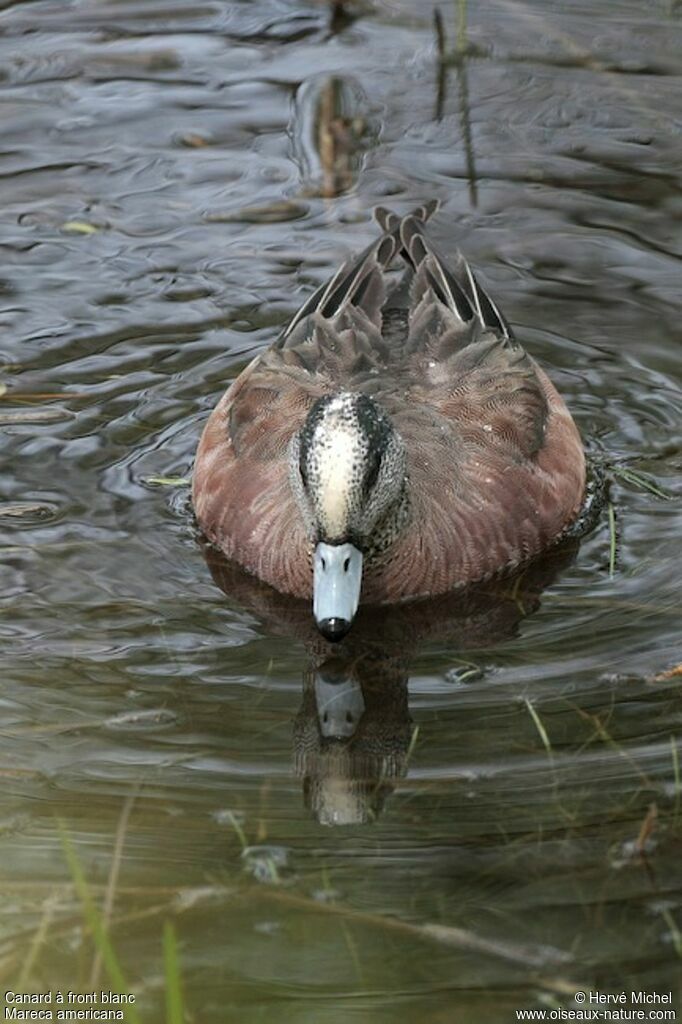 Canard à front blanc mâle adulte nuptial