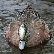 American Wigeon