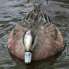 Canard à front blanc