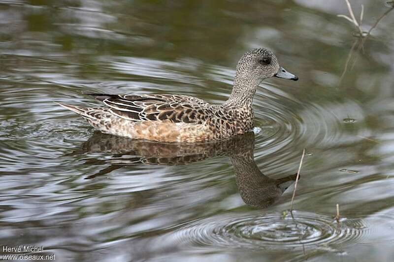 American Wigeon female adult breeding, identification