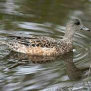 American Wigeon