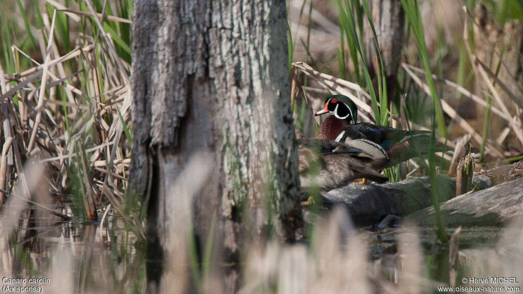 Wood Duck male adult