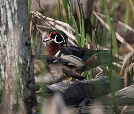 Canard carolin