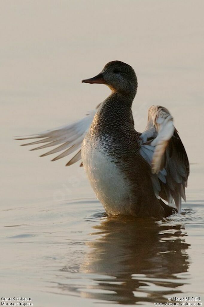 Canard chipeau femelle adulte, identification