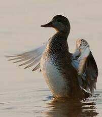 Canard chipeau